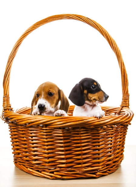 图片的狗篮子白色的背景图片下载