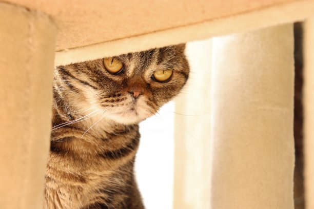 一只可爱的小猫偷偷地看着。图片下载