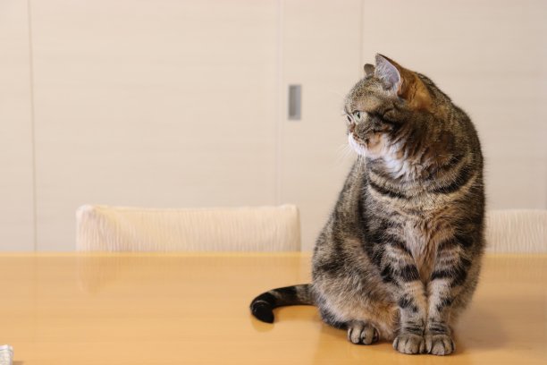 一只侧着身子的可爱猫。图片下载