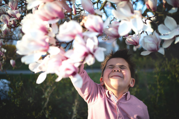 男孩和盛开的木兰。图片下载