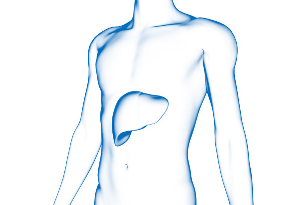 肝脏，人体器官，医学三维模型图片下载