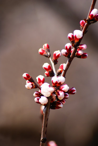 杏花盛开在春天的库存照片图片下载