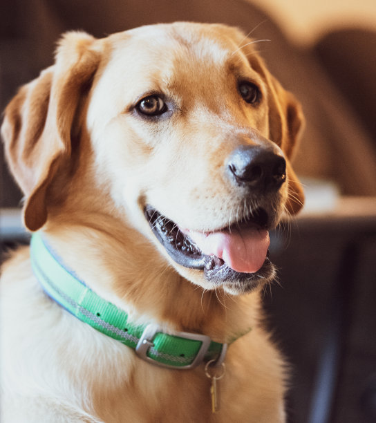 金毛猎犬图片下载