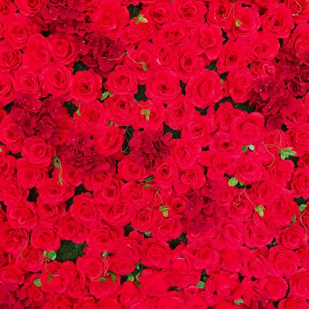 花的背景和纹理，红玫瑰图片下载