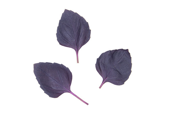 红色或紫色的罗勒叶孤立在白色背景上图片下载