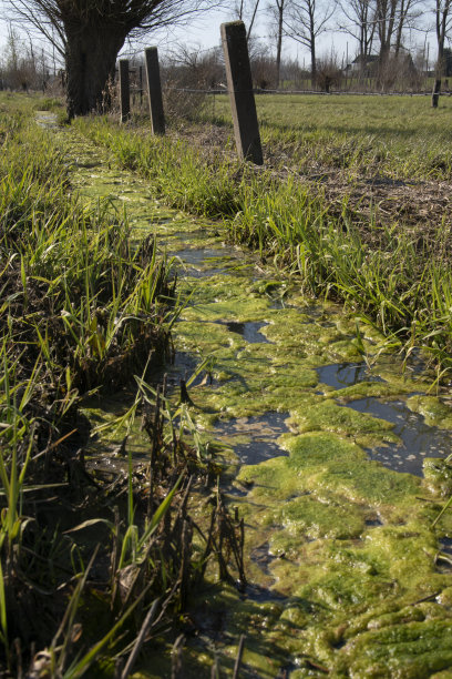 东威斯特伐利亚Hüffen Bünde区潮湿的草地上的沟渠和柳树。图片下载