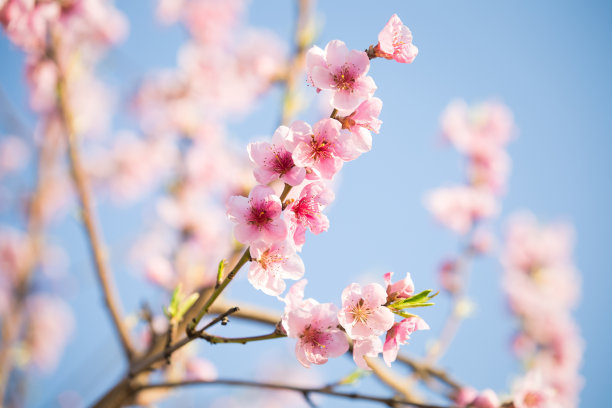 桃花桃红春色背景图片下载