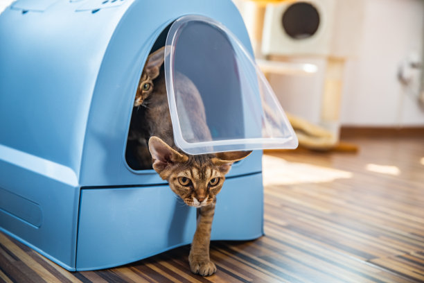 德文郡雷克斯猫在室内客厅用砂盆-库存照片图片下载