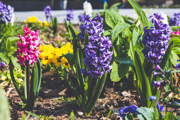 春天的风信子花伸向太阳图片下载