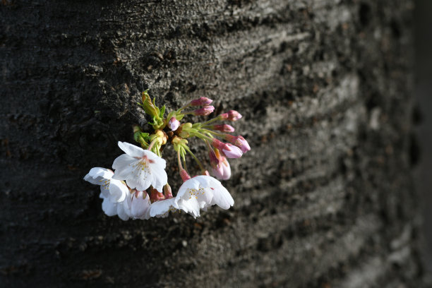 樱花盛开在有光和荫的粗糙粗大的树干上图片下载