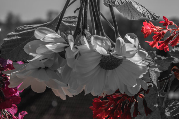 32、黑白照片，白菊花挂在阳光下图片下载