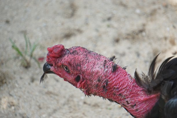 色彩斑斓的亚洲图片下载