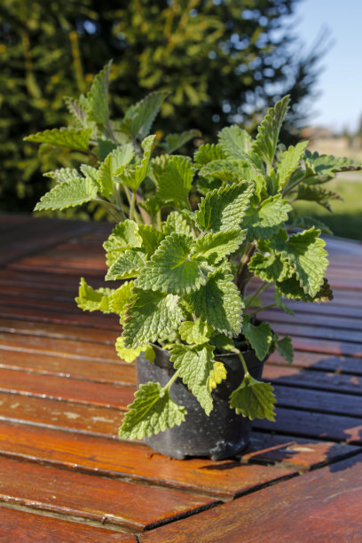 木桌上的花盆里放着薄荷草图片下载
