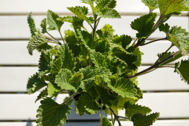 薄荷草本植物在一个盆图片下载