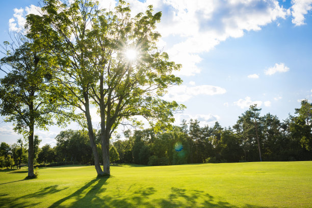 绿色的田野，树木和蓝天。作为一个伟大的背景，网络横幅图片下载