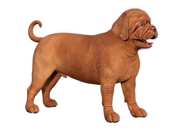 3D插图可爱的小狗在白色图片下载