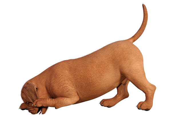 3D插图可爱的小狗在白色图片下载