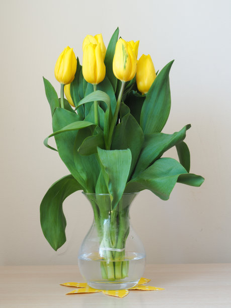 一束黄色的郁金香图片下载