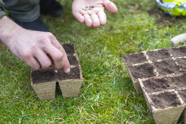 一名男子(照片上只有手，没有脸)正在后院的纸箱里播种图片下载
