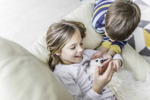 兄弟姐妹和他们的狗玩，用手机在家里库存照片图片下载