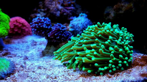 绿胡菁火炬脂多糖珊瑚-胡菁科图片下载