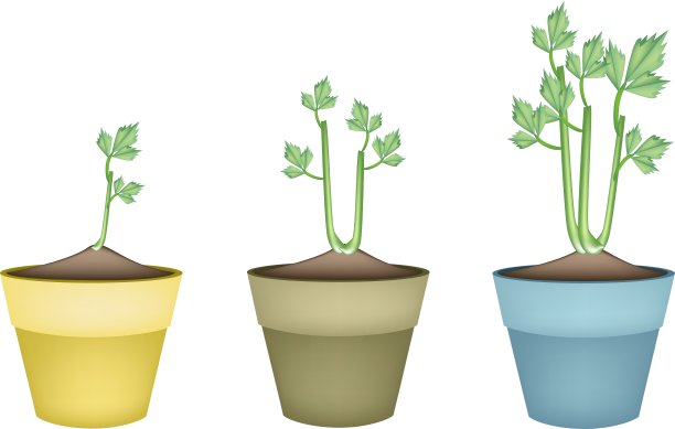 新鲜芹菜根在陶瓷花盆图片下载