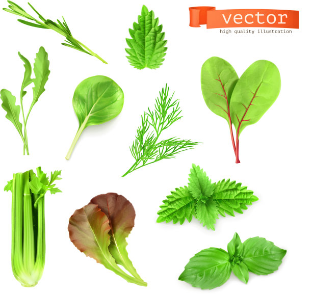 草本植物组图片下载