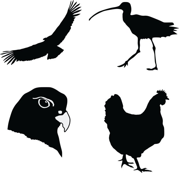 隼、秃鹰、杓鹬图片下载