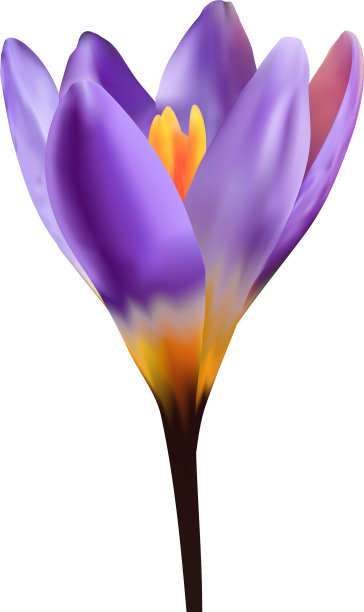 紫番红花图片下载