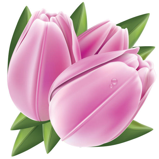 郁金香图片下载