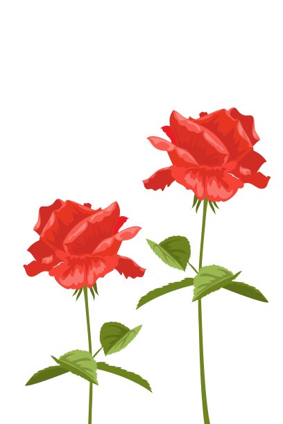 白色背景上的玫瑰，留出文字空间图片下载