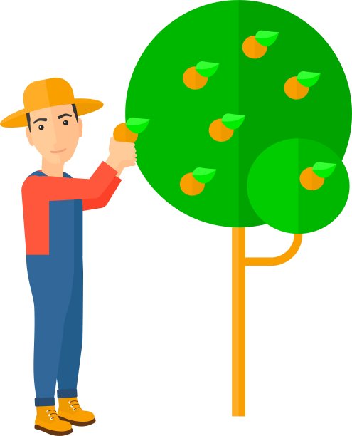 农民收集橙子图片下载