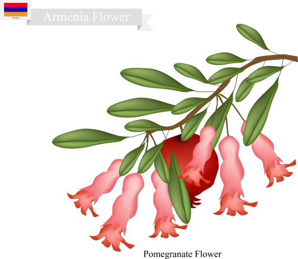 石榴花:亚美尼亚最流行的花图片下载
