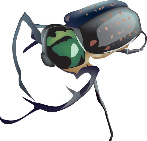 甲虫图片下载