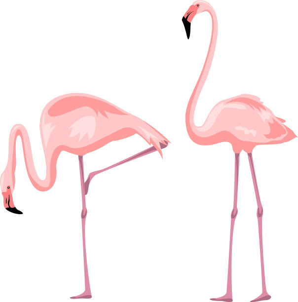 火烈鸟图片下载