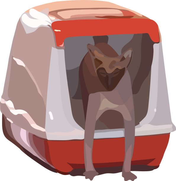 猫品种斯芬克斯从厕所里走出来图片下载