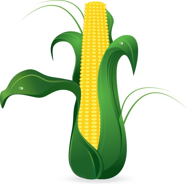 玉米图片下载