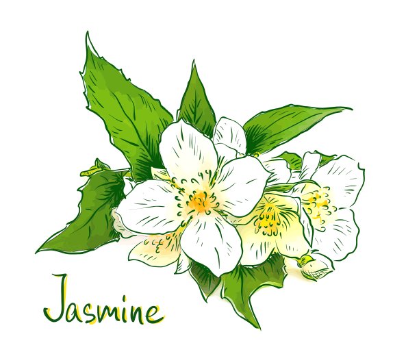 茉莉花素描用水彩模仿图片下载