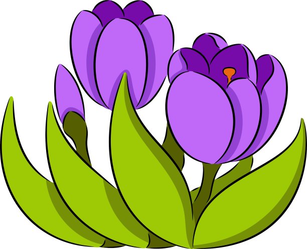 番红花的花图片下载