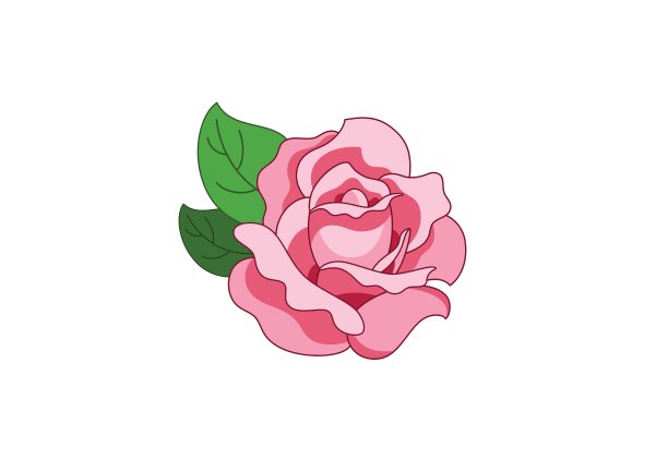 粉色玫瑰图片下载