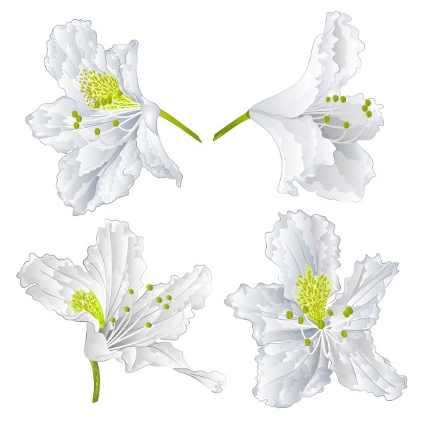 花白色杜鹃花山灌木图片下载