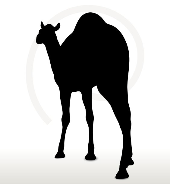 骆驼走路姿势图片下载