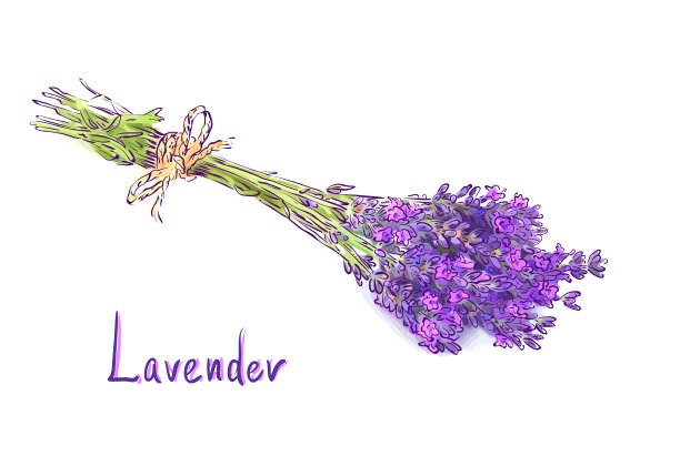 薰衣草束与黄麻绳素描与水图片下载