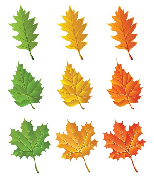 秋天的落叶图片下载