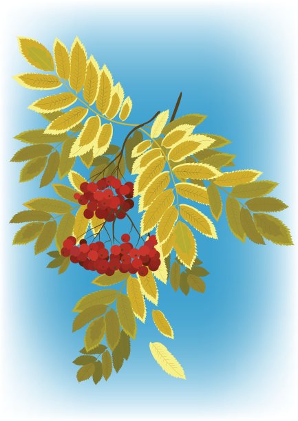 秋天的花梨花枝上长满了浆果，叶子也变黄了图片下载