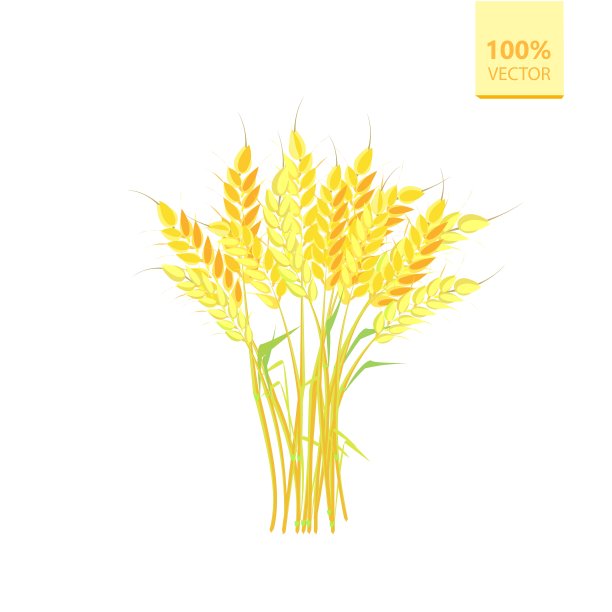 农业谷物小麦图片下载