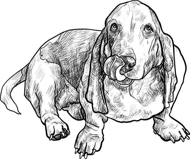 巴吉度猎犬坐着，伸出舌头图片下载