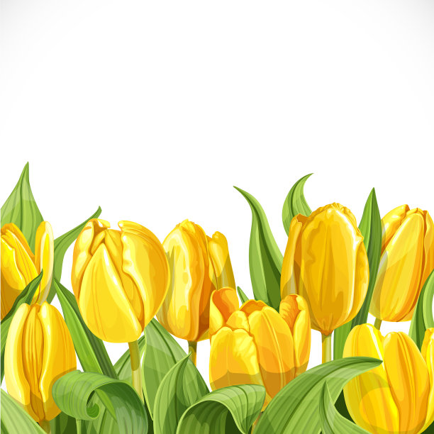 白色背景上的黄色郁金香图片下载