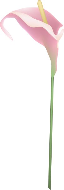 粉红色的红掌花或火烈鸟花在白色图片下载