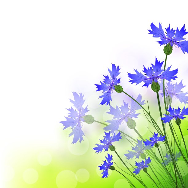 矢车菊图片下载